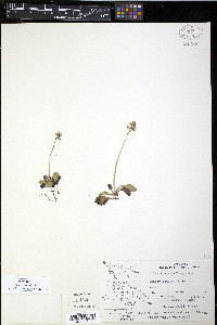 Saxifraga reflexa image