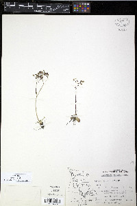 Saxifraga reflexa image