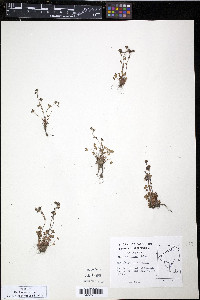 Saxifraga rivularis image