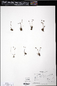 Saxifraga rivularis image