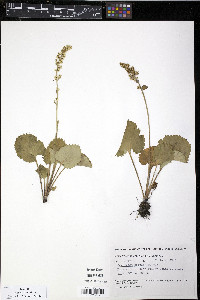 Saxifraga spicata image