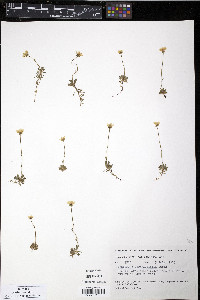 Saxifraga serpyllifolia image