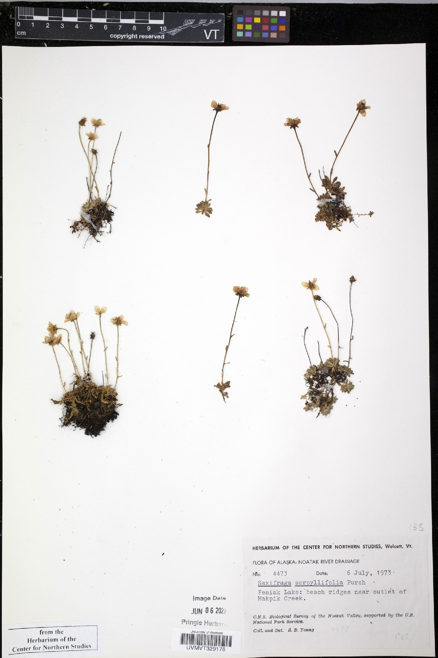 Saxifraga serpyllifolia image