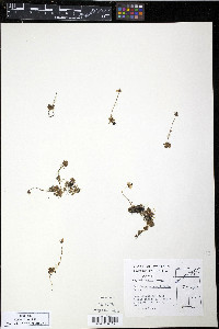 Saxifraga serpyllifolia image