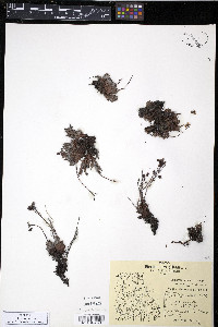 Saxifraga tricuspidata image