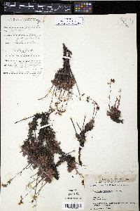 Saxifraga tricuspidata image