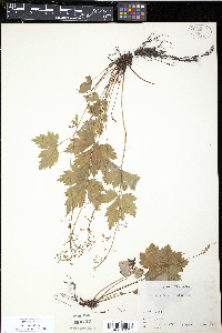 Tiarella unifoliata image