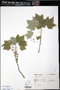 Ribes glandulosum image