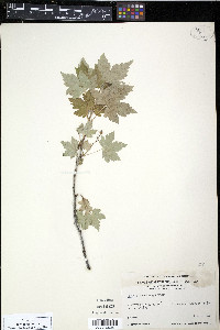 Ribes glandulosum image