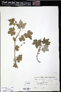 Ribes glandulosum image