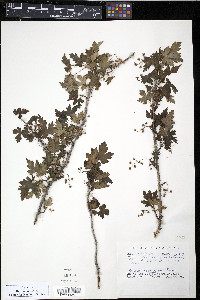 Ribes hirtellum image