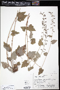 Tolmiea menziesii image