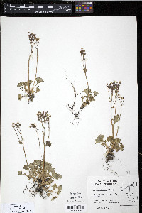 Saxifraga nudicaulis image