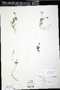 Saxifraga nudicaulis image