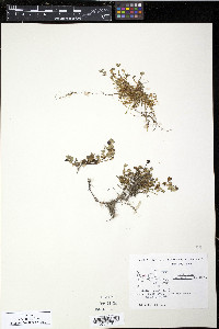 Saxifraga nudicaulis image