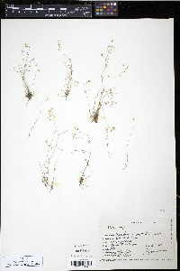 Saxifraga nuttallii image