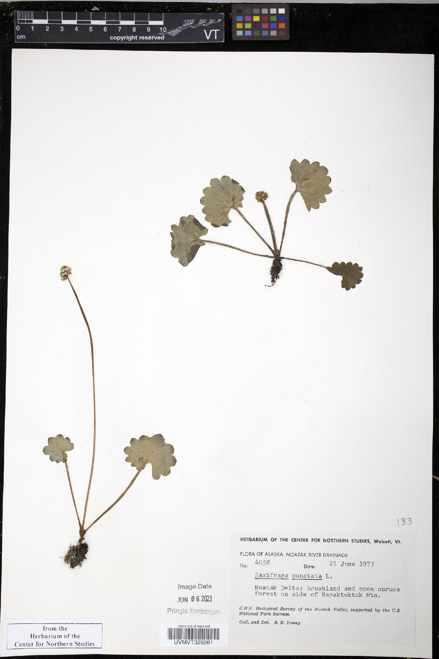 Saxifraga nelsoniana subsp. nelsoniana image
