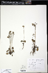 Saxifraga nelsoniana subsp. nelsoniana image