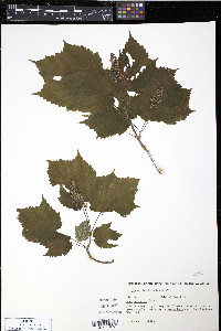 Acer spicatum image