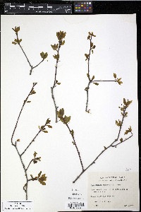 Ilex mucronata image