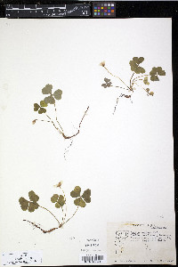 Oxalis montana image