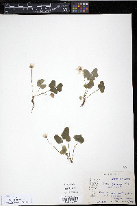 Oxalis montana image