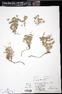 Oxalis suksdorfii image