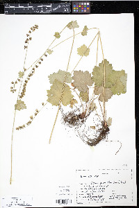 Tellima grandiflora image