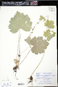 Tellima grandiflora image