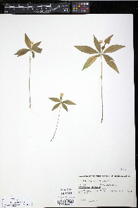 Trientalis borealis image