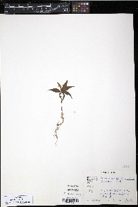 Trientalis borealis image