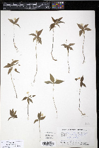 Trientalis borealis image