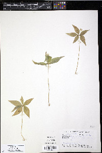 Trientalis borealis image