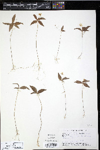 Trientalis borealis image