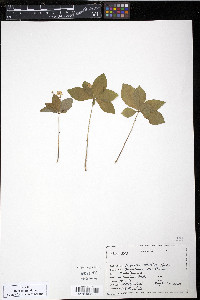 Trientalis latifolia image