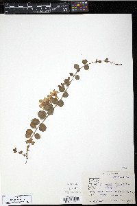 Lysimachia nummularia image