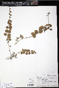 Lysimachia nummularia image