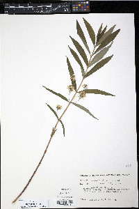 Lysimachia thyrsiflora image