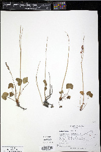 Oxyria digyna image