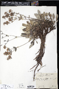 Eriogonum jamesii image