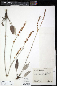 Eriogonum racemosum image