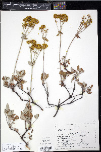 Eriogonum racemosum image