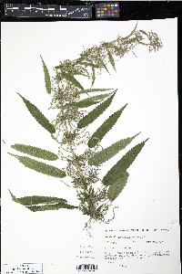 Urtica gracilis image