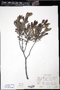 Myrica gale image