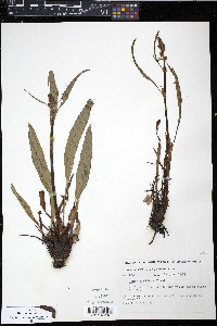 Rumex arcticus image