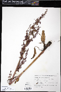 Rumex arcticus image