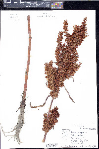 Rumex arcticus image