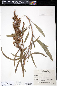 Rumex triangulivalvis image