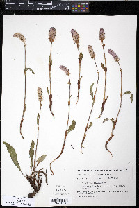 Polygonum bistorta image