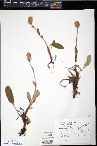 Polygonum bistorta image